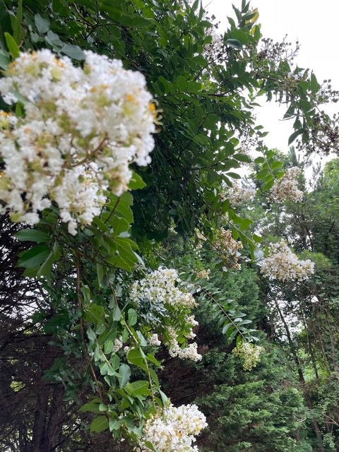 asexyasslightskin onlyfans leaked picture 2