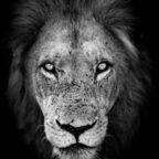 View Avianmeat004 (avianmeat004) OnlyFans 49 Photos and 32 Videos leaked 

 profile picture