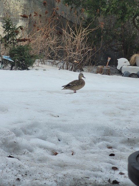 babyhighsfree onlyfans leaked picture 2