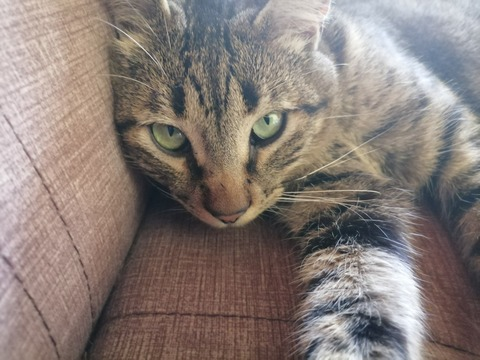 cattaleya100 onlyfans leaked picture 2