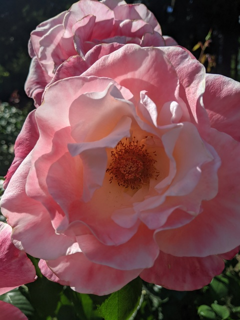 cityofrosepdx onlyfans leaked picture 2