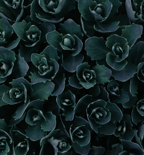 darkheartpinkparts onlyfans leaked picture 2