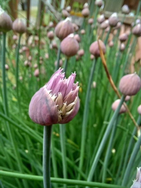 dumb.ditzy.blonde onlyfans leaked picture 2