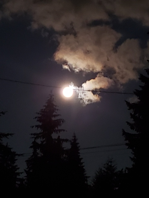 ghostwolf696 onlyfans leaked picture 2