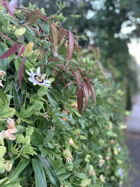 ivyleeseattle onlyfans leaked picture 2