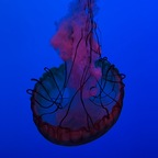 New @kellymabe27 leaked Onlyfans gallery for free 

 profile picture