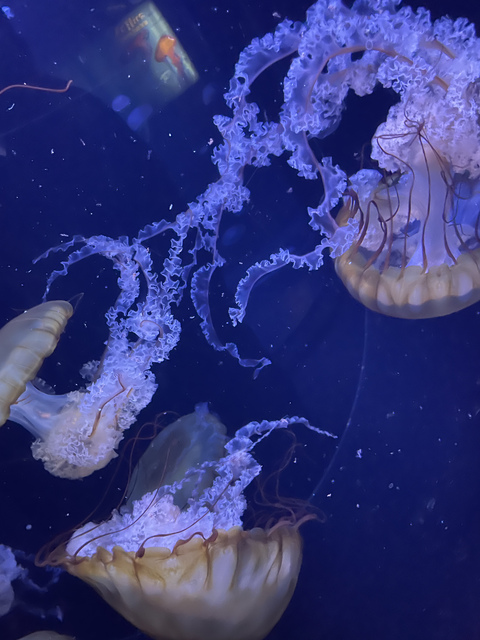 medusozoah666 onlyfans leaked picture 2