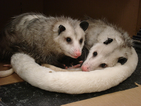 miyu_vdv onlyfans leaked picture 2