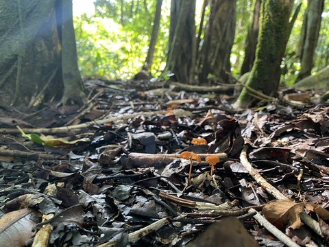 norwegianfairy onlyfans leaked picture 2