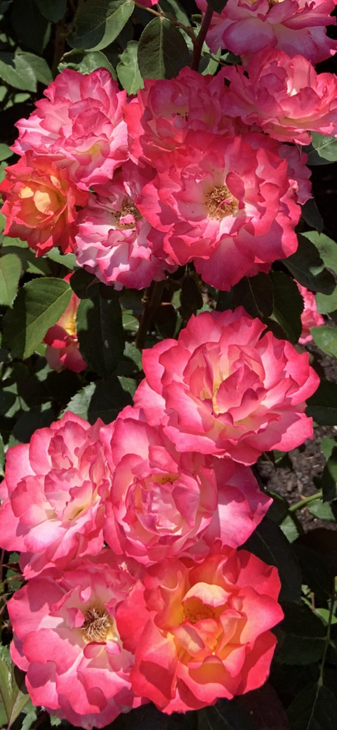 skeetbrisket onlyfans leaked picture 2