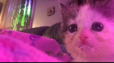 thegeikocaveman onlyfans leaked picture 2