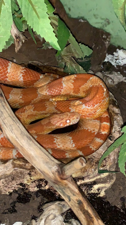 u52662103 onlyfans leaked picture 2